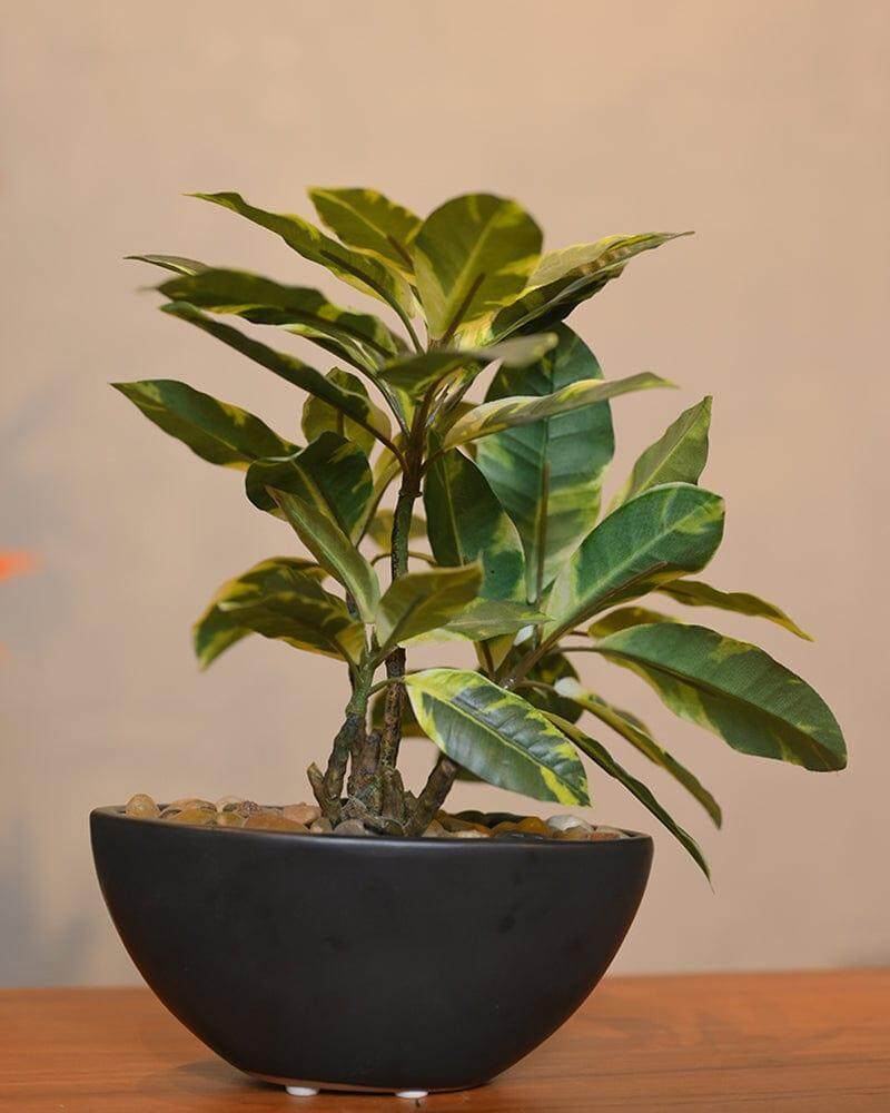 Black Round Ceramic Planter