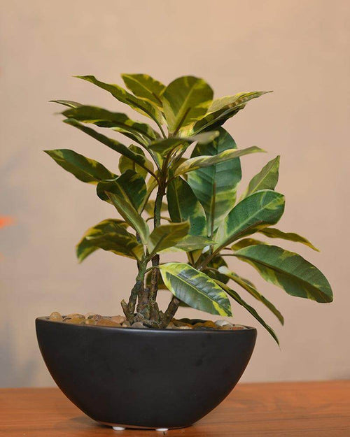 Black Round Ceramic Planter